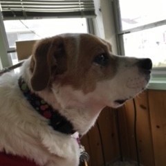 Team Page: The Hybrids & The Lions